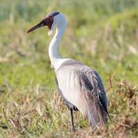 Wattled Crane